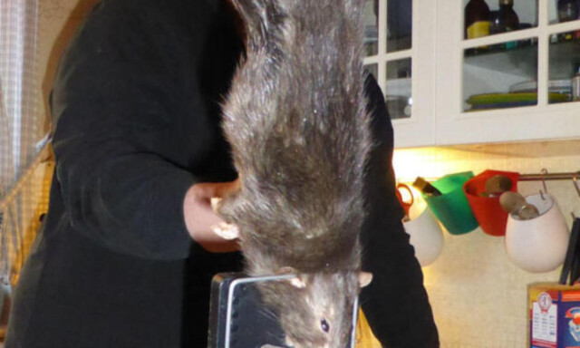 image: Fant rotte (39,5 cm) på kjøkkenet